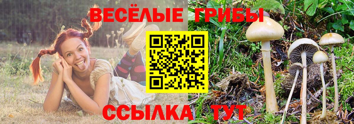 Псилоцибиновые грибы Psilocybe Апатиты